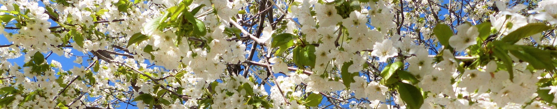 Arbre fruitier en fleurs, Nurota, Ouzbékistan