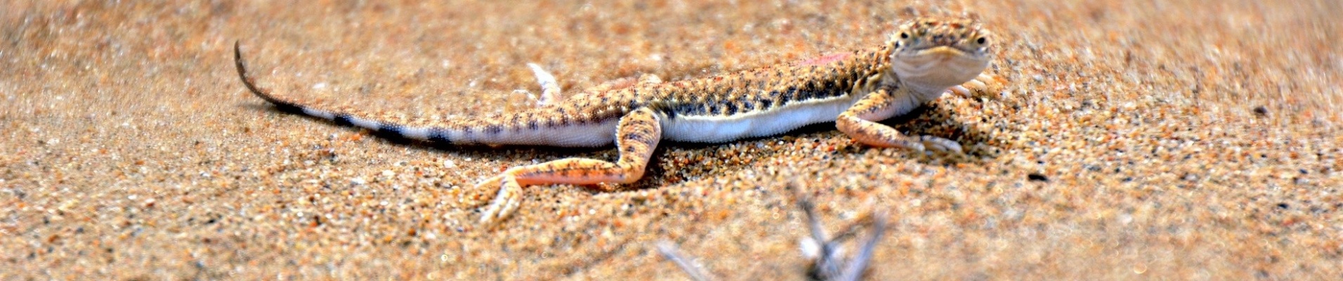 Lézard du désert, Ouzbékistan