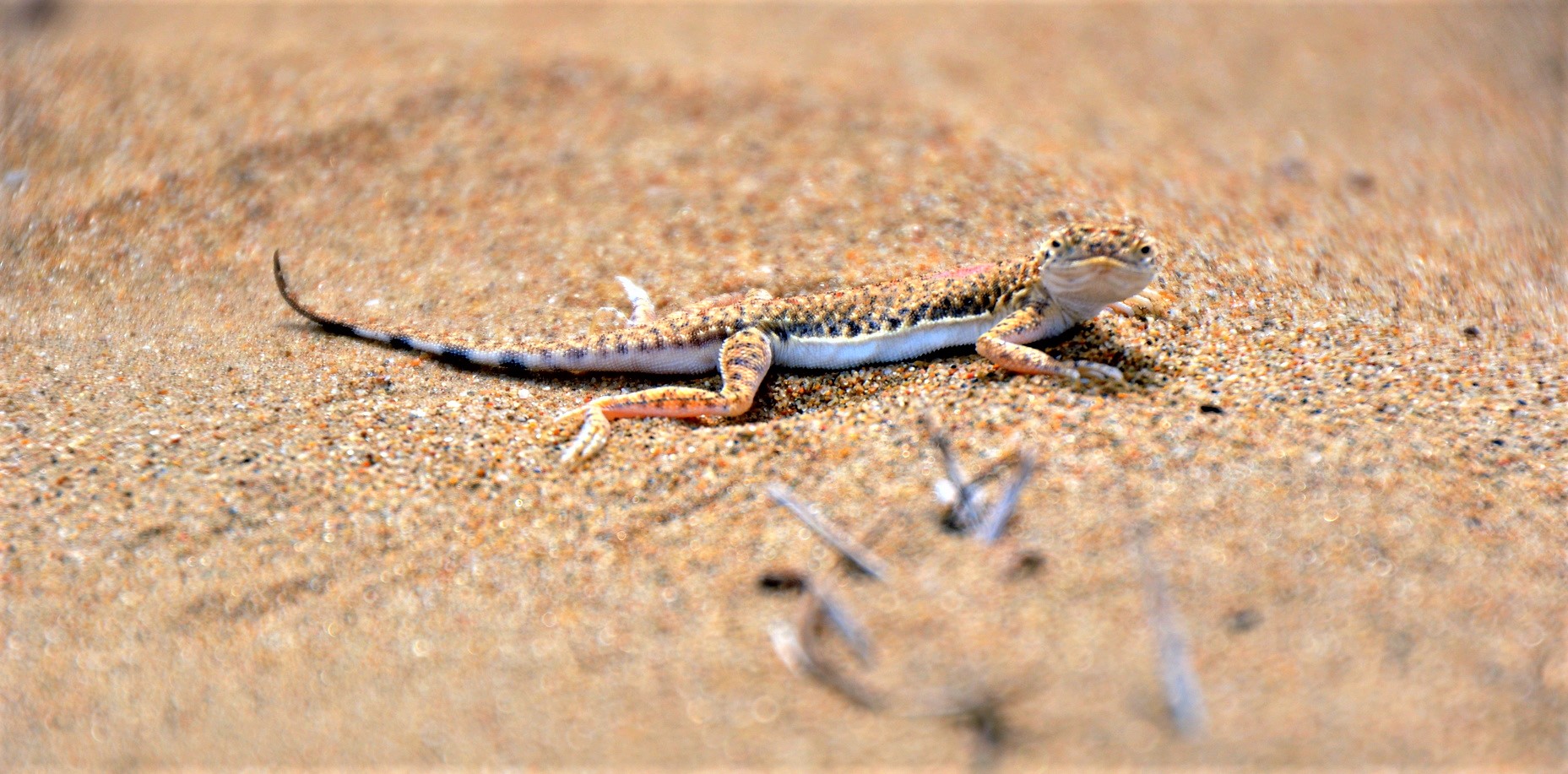 Lézard du désert, Ouzbékistan