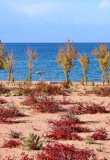 Lac Issyk Kul Tosor